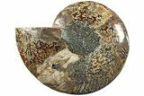 Bargain, Cut & Polished Ammonite Fossil (Half) - Madagascar #229941-1